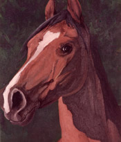 Images/Portfolio/Paintings/ArabianSMLCROP.jpg